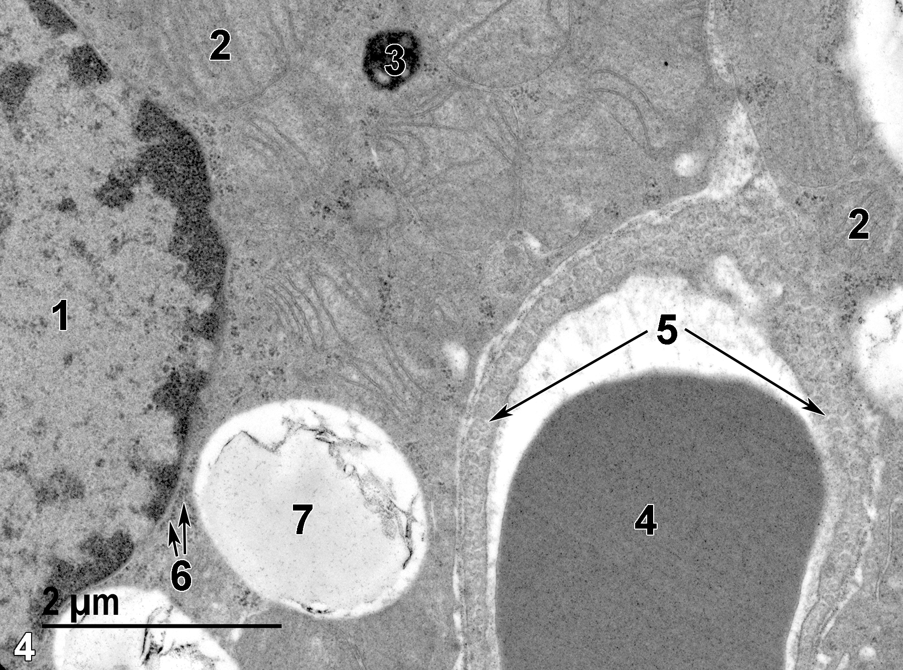<strong>Figure 4.</strong> An even higher magnification of chief cells with an adjacent capillary. The left side of the image shows a chief cell nucleus (1). Mitochondria are numerous and show flattened cristae (2). A single lysosome (3) is present. The capillary contains an erythrocyte (4) and the endothelial cells that surround the capillary lumen have characteristic micro-pinocytotic vesicles (5, long arrows). Small accumulations of glycogen are present (6, short arrows), along with a prominent lipid body (7). 18500x.
