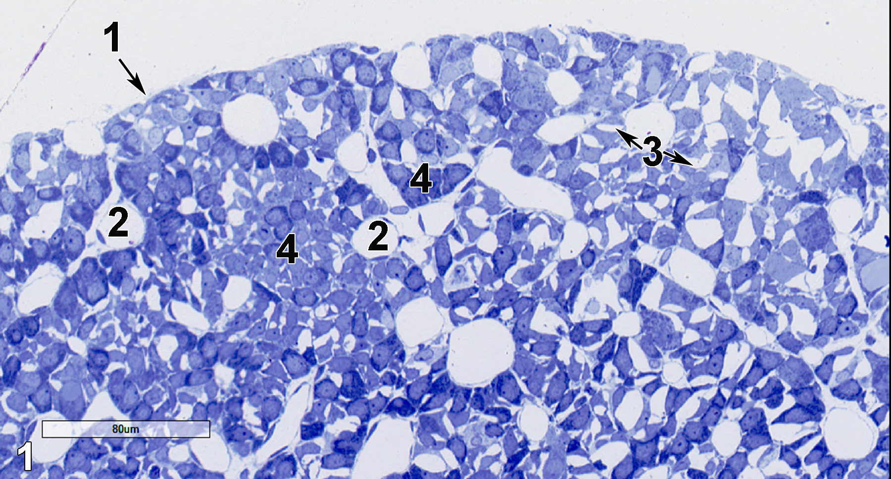 <strong>Figure 1.</strong> A semithin section (0.5 micrometer thick) of a toluidine blue O-stained area of the adenohypophysis (anterior lobe of the pituitary gland). There is a thin capsule of connective tissue (1, arrow) surrounding loose cords of endocrine secretory cells (4), capillaries (2), and intercordal spaces (3, short arrows). 25x.