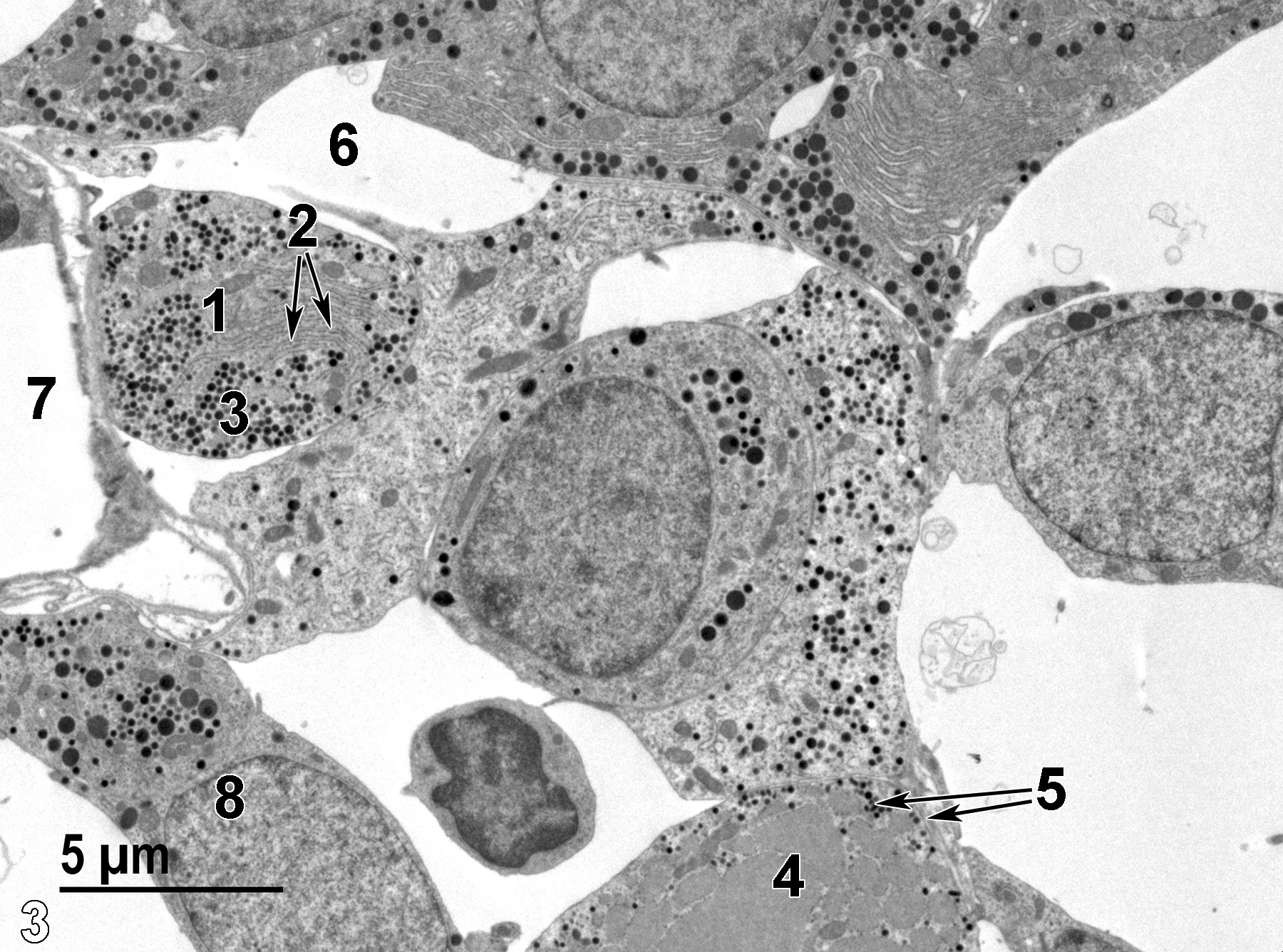 <strong>Figure 3.</strong> A higher magnification view of the adenohypophysis. A probable somatotroph cell (1) is present with numerous fairly uniform-sized secretory granules (3) and a well-developed field of stacked rough endoplasmic reticulum (2, short arrows). A thyrotroph cell with many large round mitochondria (4) and small secretory granules is present (5, long arrows). An intercellular space (6) is shown, as well as a capillary (7) lined with a thin endothelium. Finally, a cell with highly variable secretory granule sizes is consistent with a gonadotroph cell (8). 4800x.