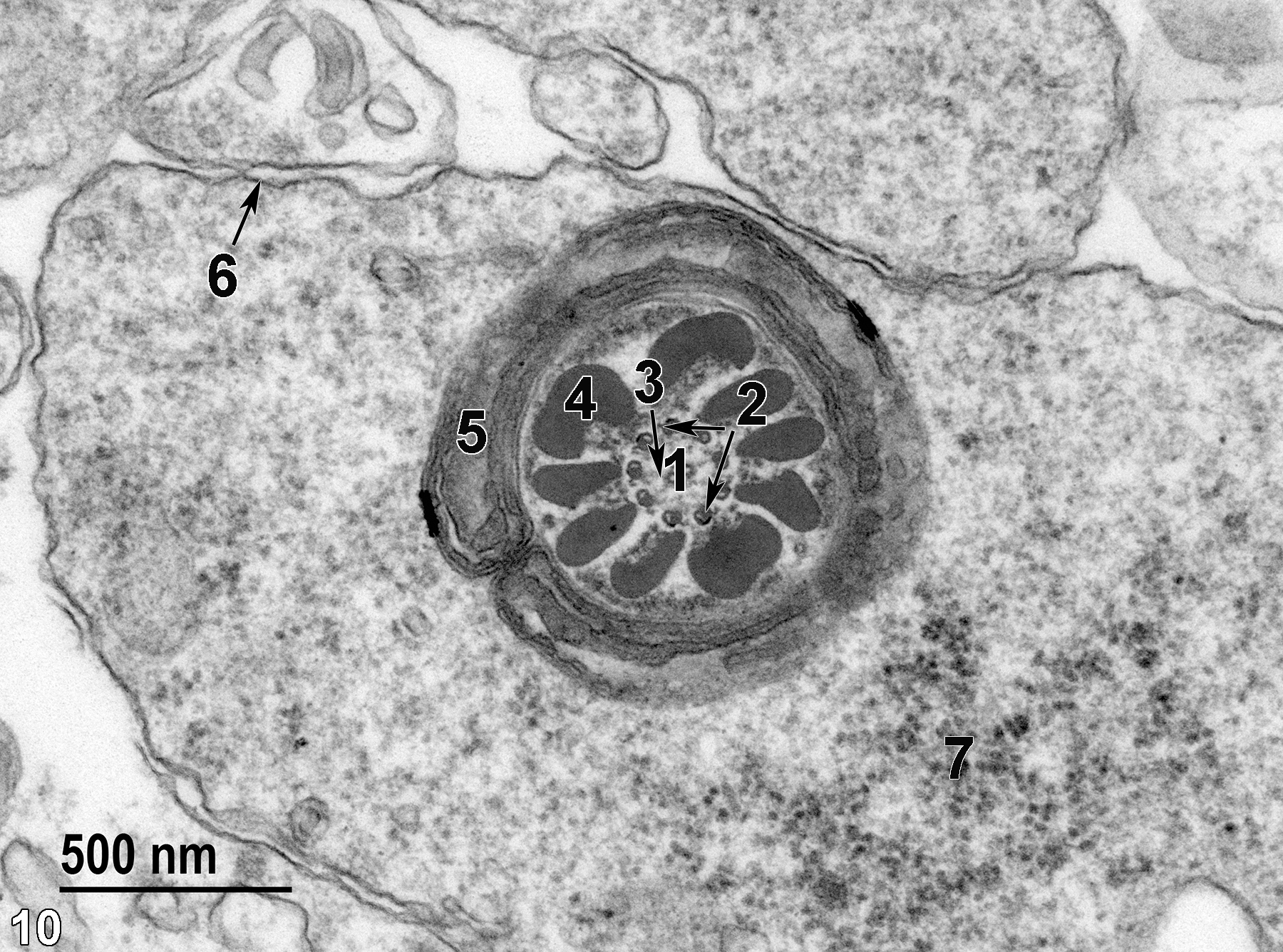 <strong>Figure 10.</strong> A transverse view of the middle piece of a spermatozoon. The axoneme consists of two central microtubules (1) surrounded by nine doublet microtubules (2, arrows), with radial spokes (3) extending from the central tubules to the peripheral tubules (arrow). Nine outer dense fibrils (4) are surrounded by a sheath of mitochondria (5). The spermatozoon cytoplasm bound by the plasma membrane (6, arrow) contains accumulations of ribosomes (7). 49000x.