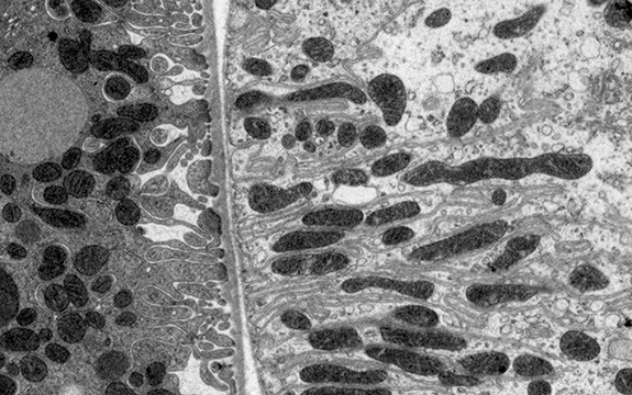image of rat cells under the microscope