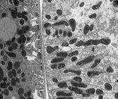 image of rat cells under the microscope