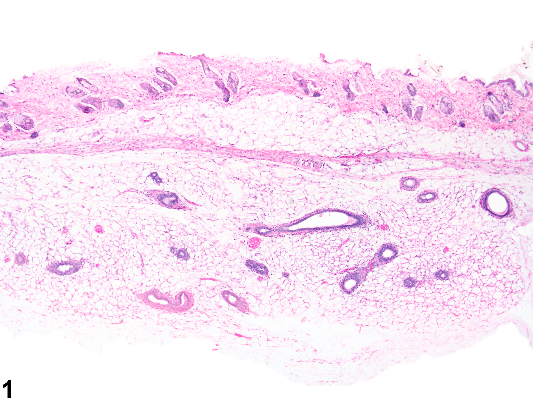 Image of normal mammary gland in a female B6C3F1/N mouse from an acute study.