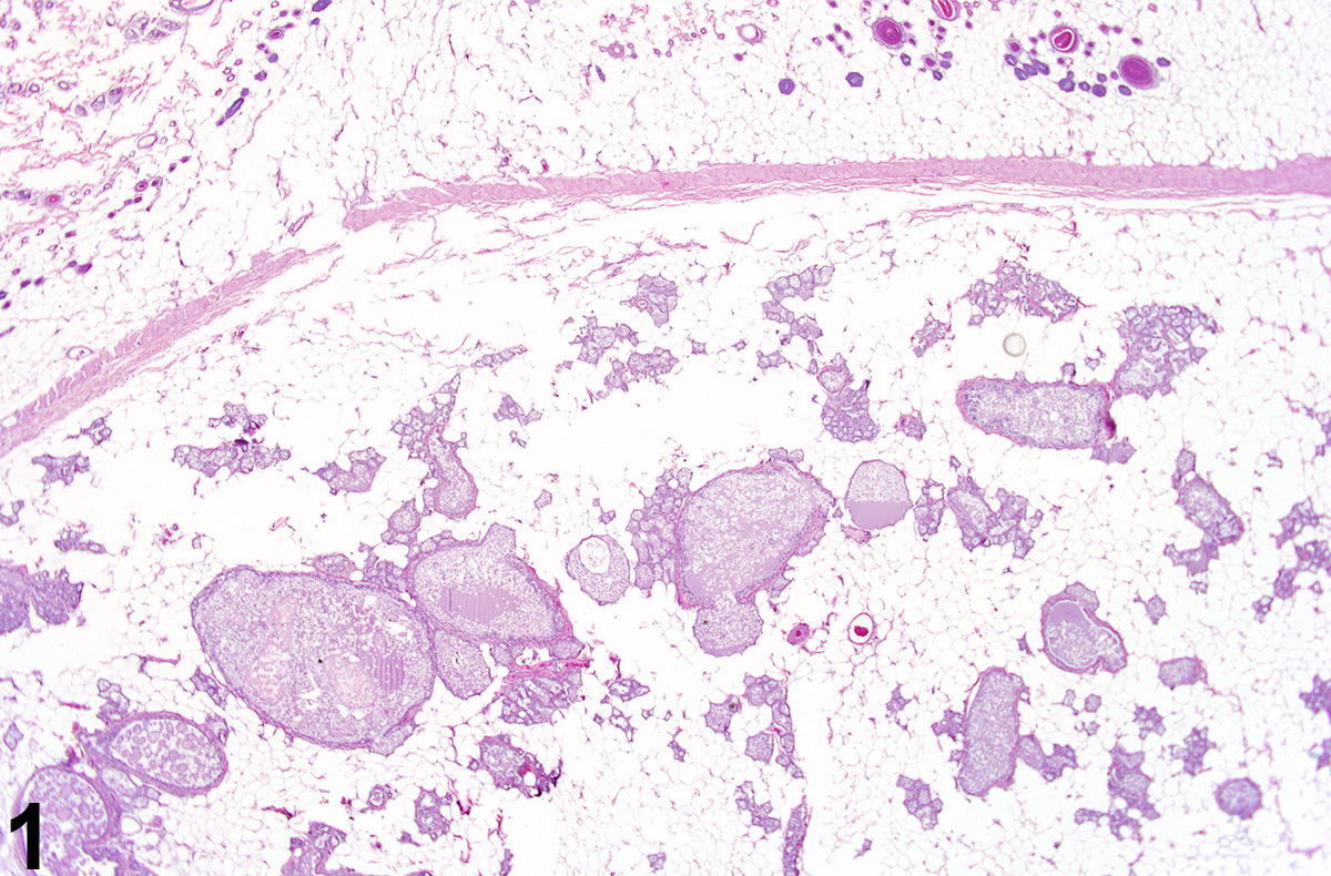Image of dilation in a female F344/N rat from a chronic study.