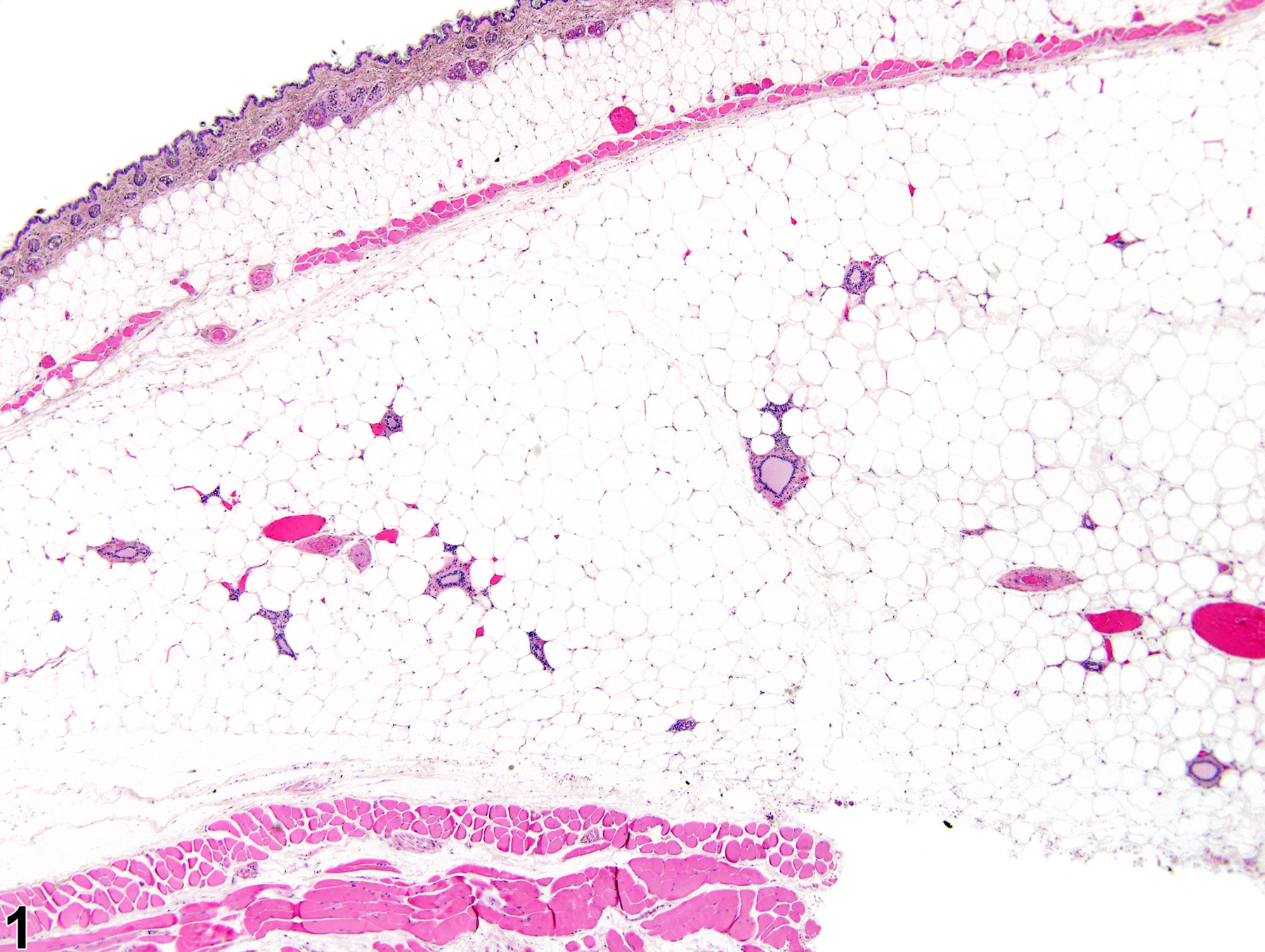 Image of normal mammary gland in a female B6C3F1/N mouse from a chronic study.