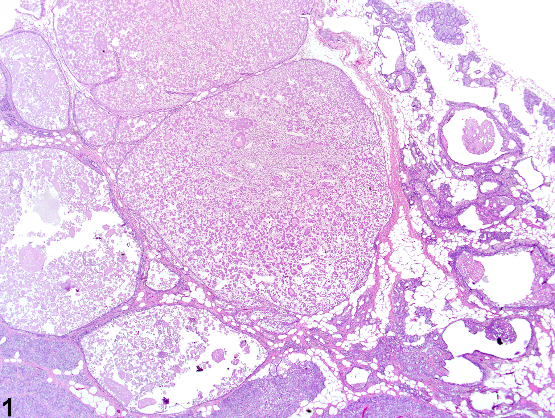 Image of a galactocele in a female F344/N rat from a chronic study.