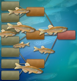 Zebrafish with relationship diagram