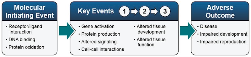 Example elements of an adverse outcome pathway
