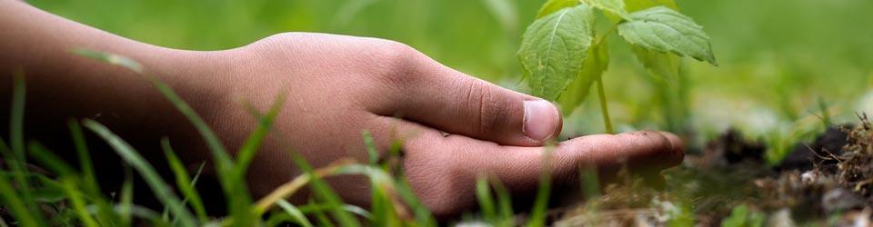 person's hand on the grass holding a plant