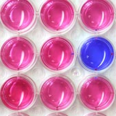 Petri dish with blue liquid surrounded by multiple petri dishes filled with pink liquid