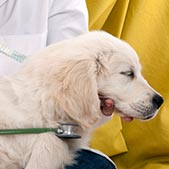 Veterinarian holding stethescope to dog
