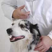 Black and white dog receiving vaccine