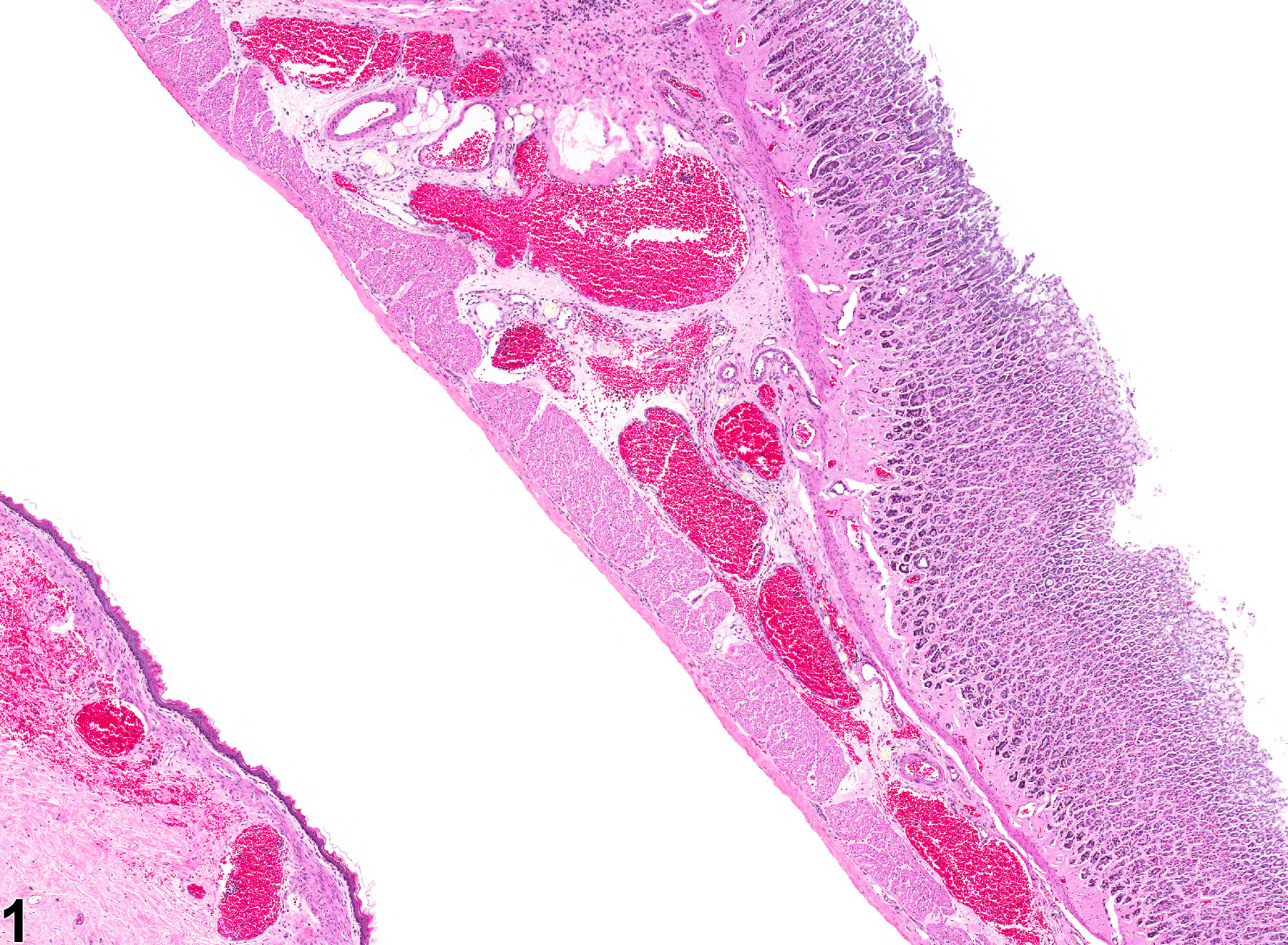 Image of angiectasis in the glandular stomach from a male F344/N rat in a chronic study