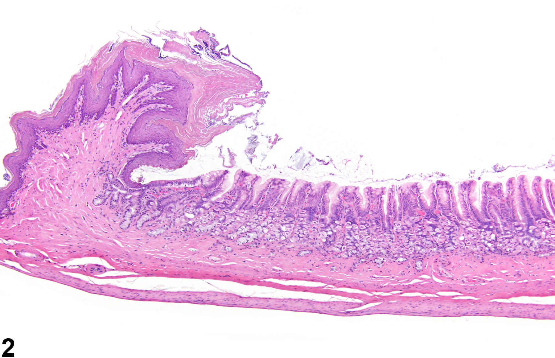 Image of atrophy in the glandular stomach from a female F344/N rat in a chronic study