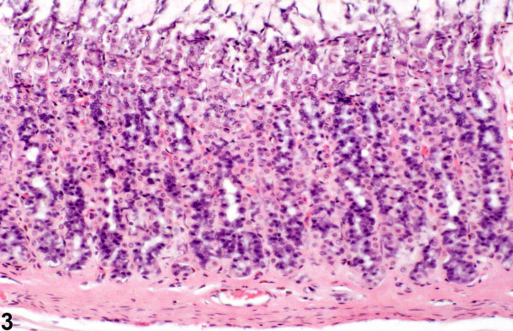 Image of atrophy in the glandular stomach from a male F344/N rat in a subchronic study