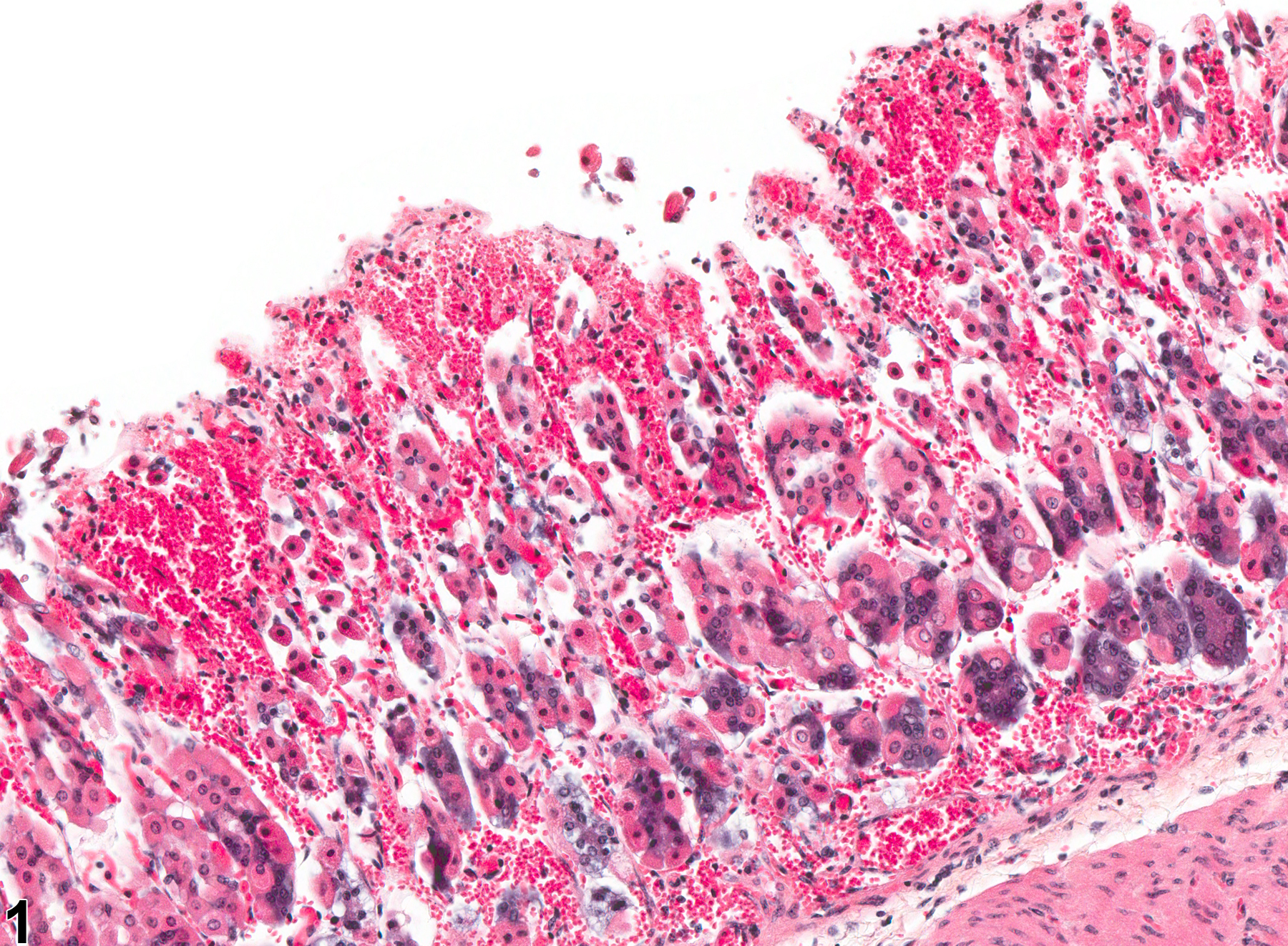 Image of hemorrhage in the glandular stomach from a female B6C3F1 mouse in a subchronic study