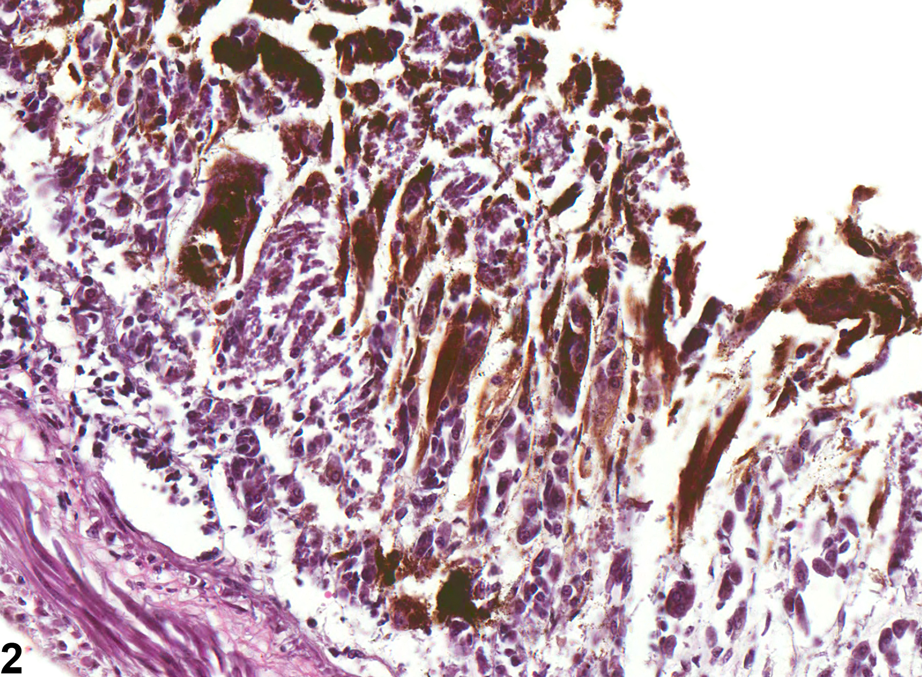 Image of pigment in the glandular stomach from a female B6C3F1 mouse in a chronic study
