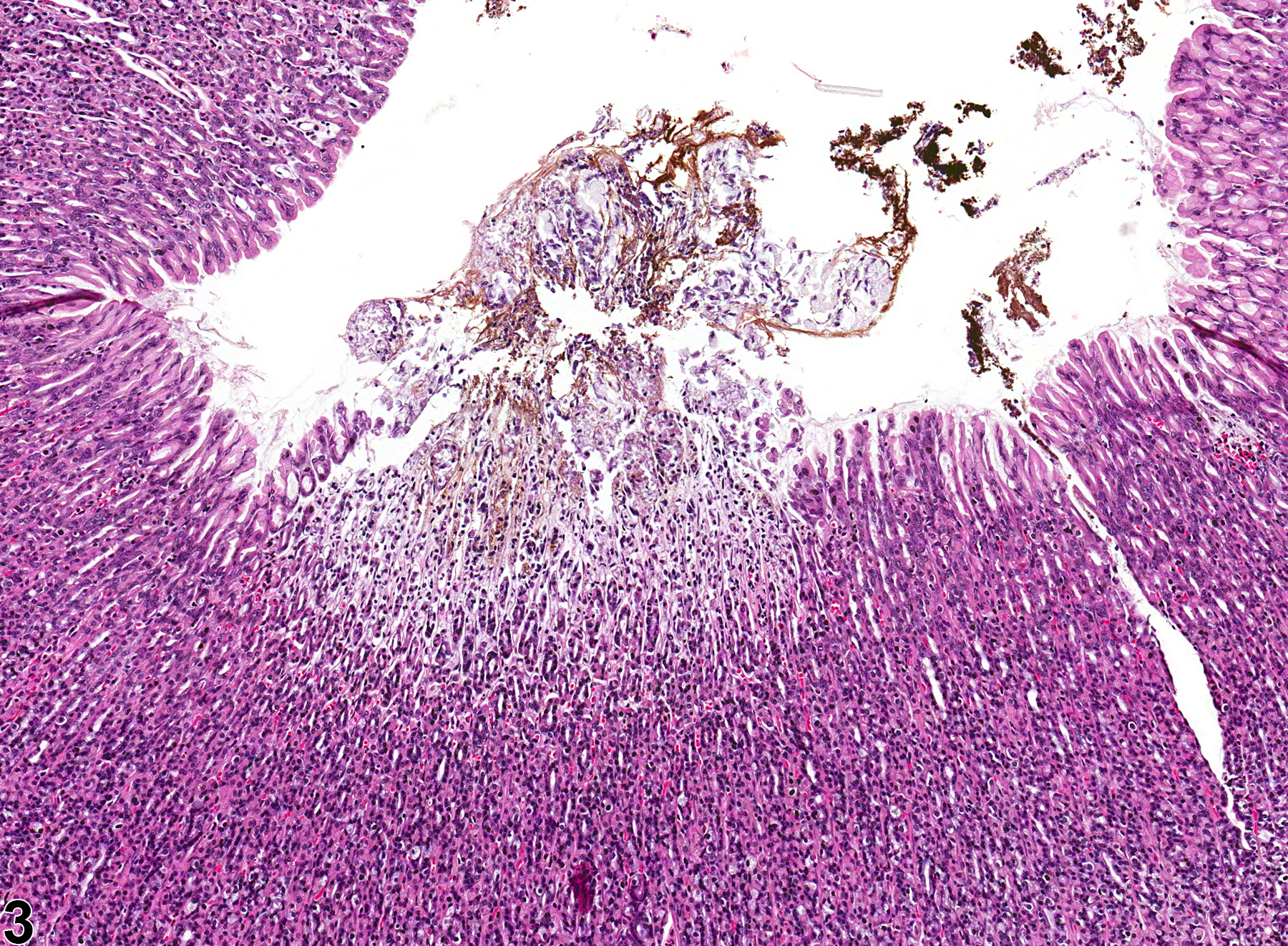 Image of pigment in the glandular stomach from a female F344/N rat in a chronic study