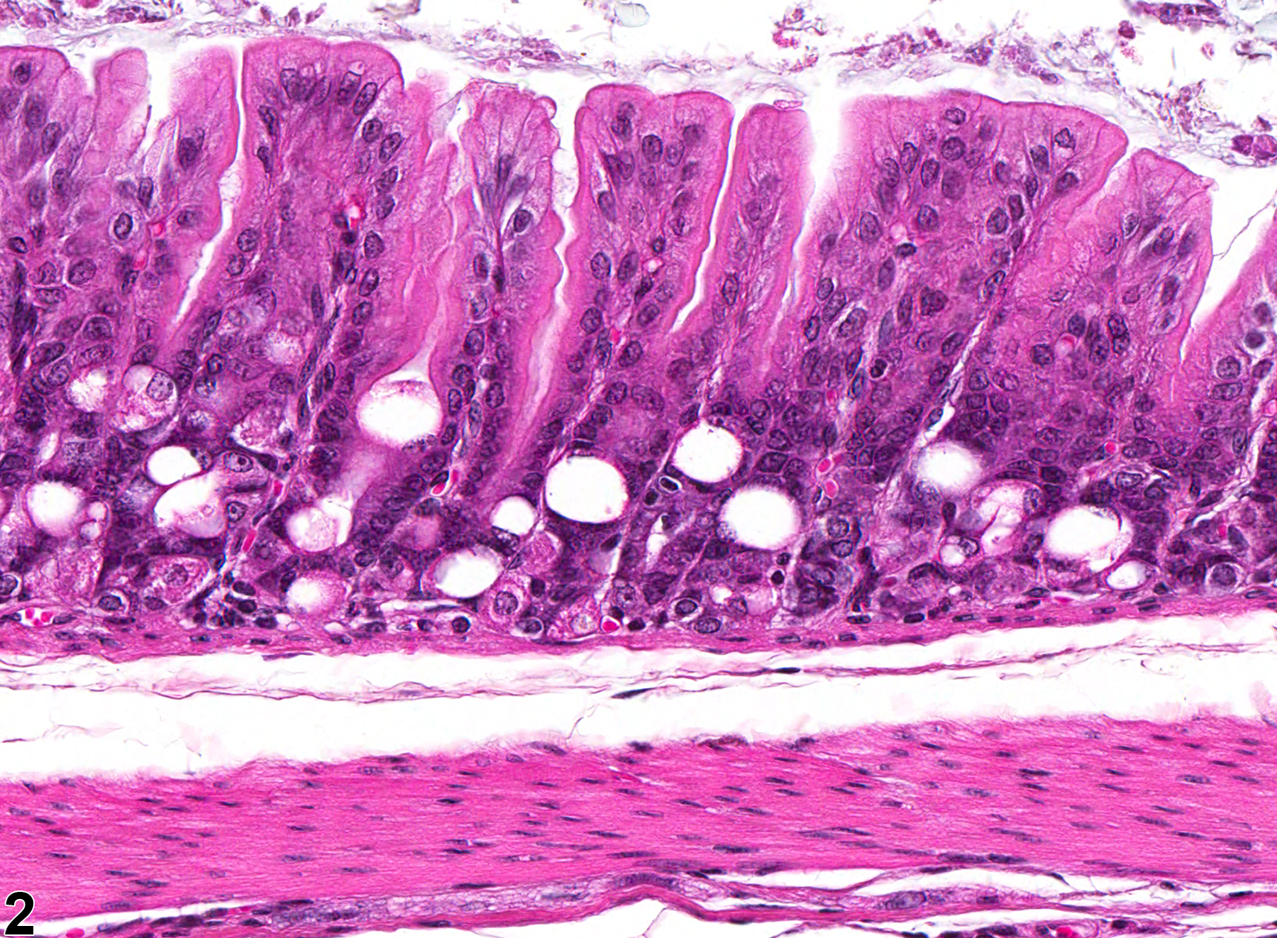 Image of vacuolation, cytoplasmic in the glandular stomach epithelium from a male F344/N rat in a subchronic study
