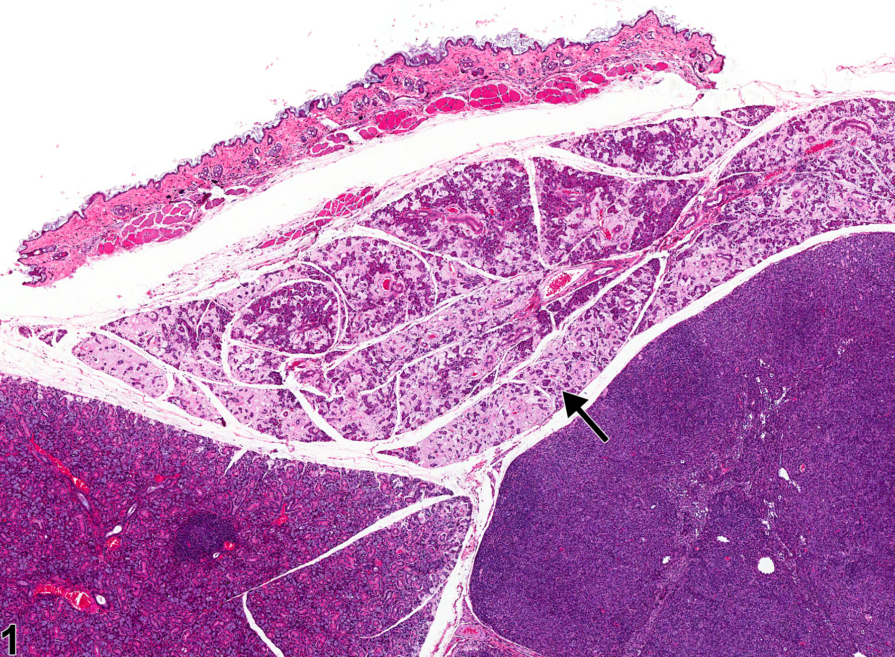 Image of amyloid in the salivary gland from a female Swiss Webster mouse in a chronic study