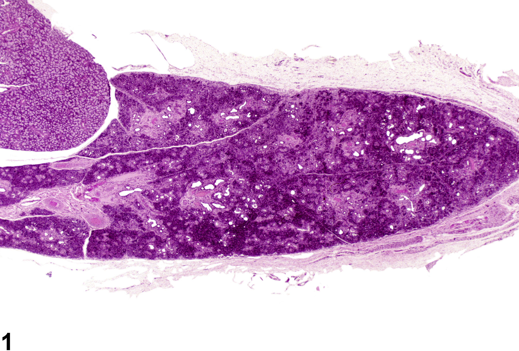 Image of atrophy in the salivary gland from a male F344/N rat in a chronic study