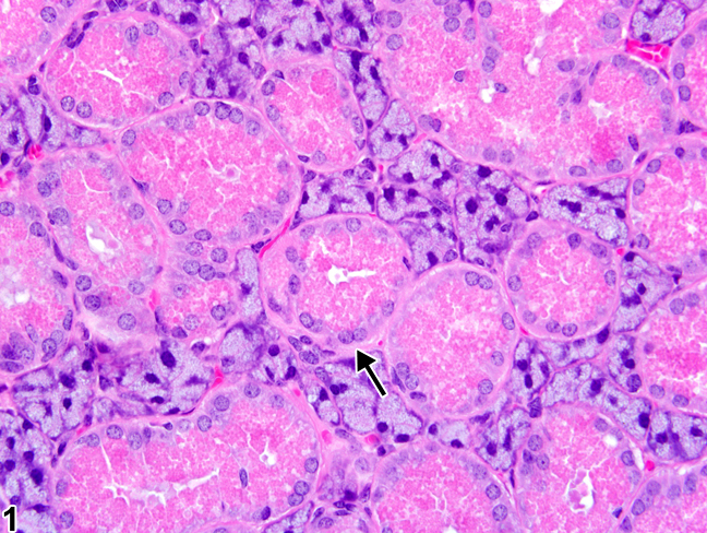 Image of sexual dimorphism (male) in the salivary gland from a male B6C3F1 mouse in a subchronic study