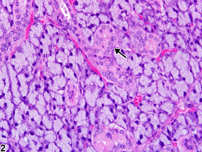Image of sexual dimorphism (female) in the salivary gland from a female B6C3F1 mouse in a subchronic study