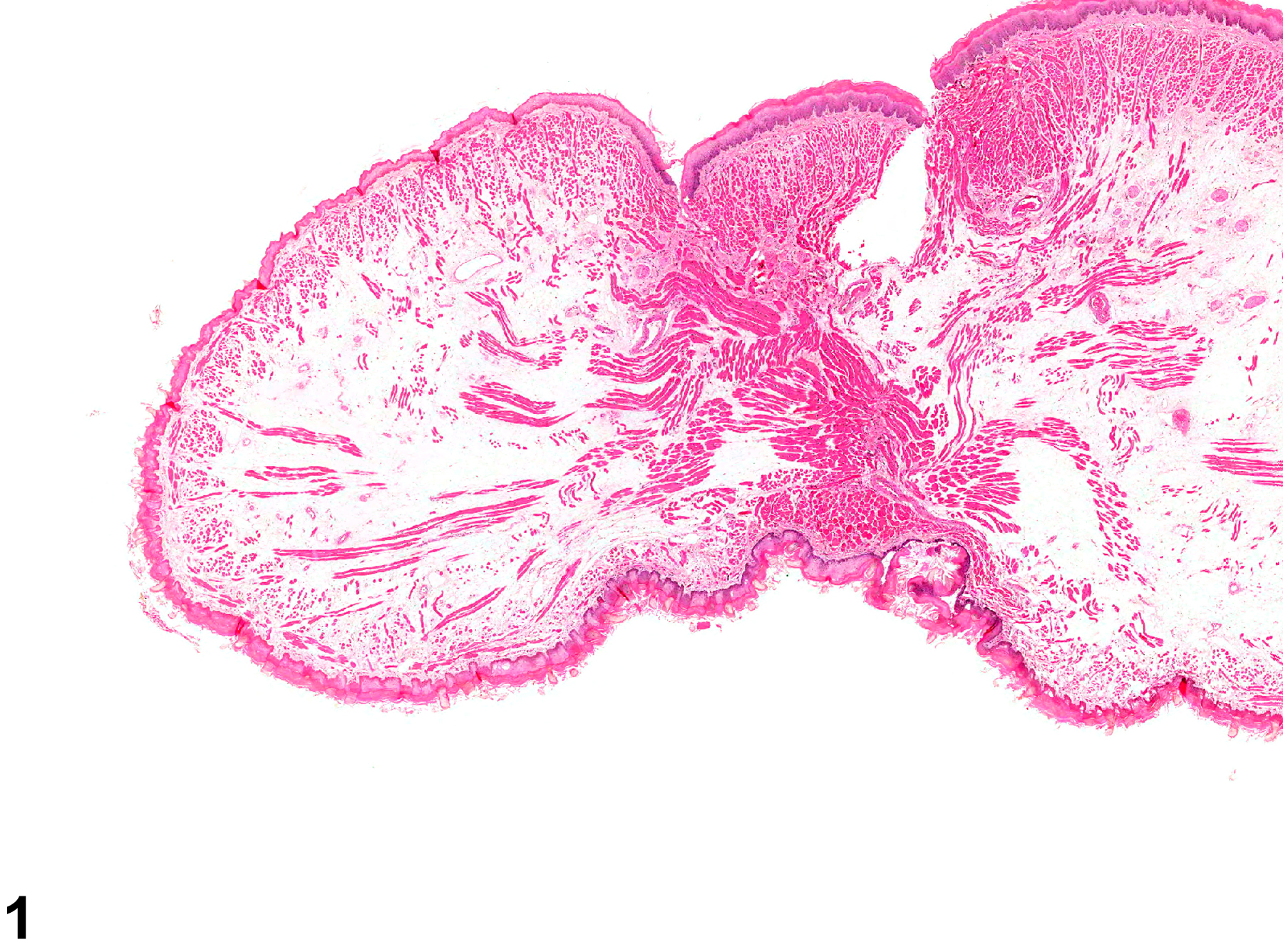 Image of edema in the tongue from a male F344/N rat in a chronic study