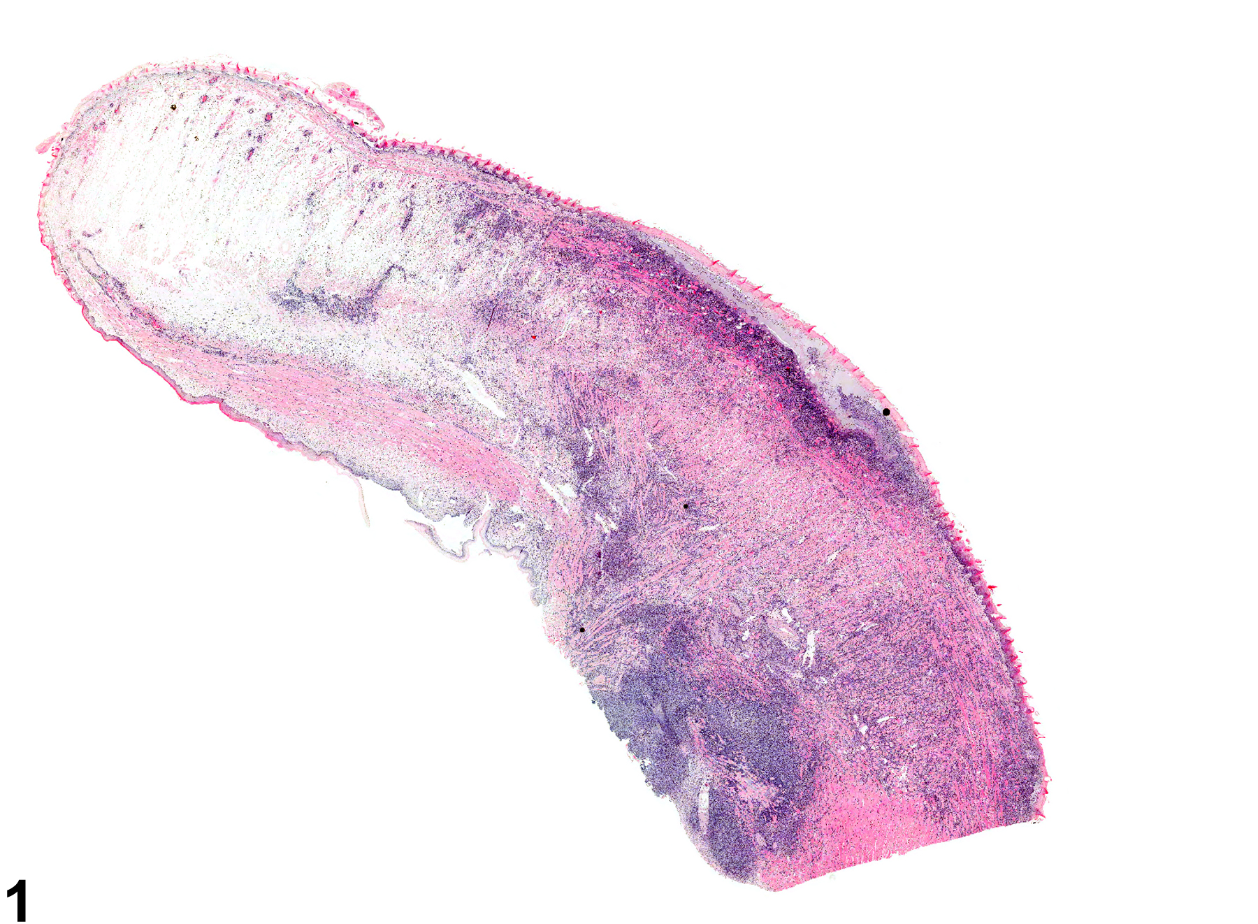 Image of necrosis in the tongue from a male Swiss CD-1 mouse in a chronic study