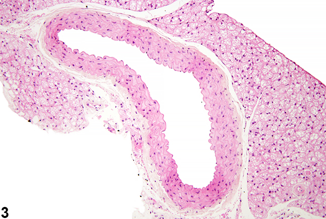 Image of normal blood vessel from a male B6C3F1/N mouse in a chronic study