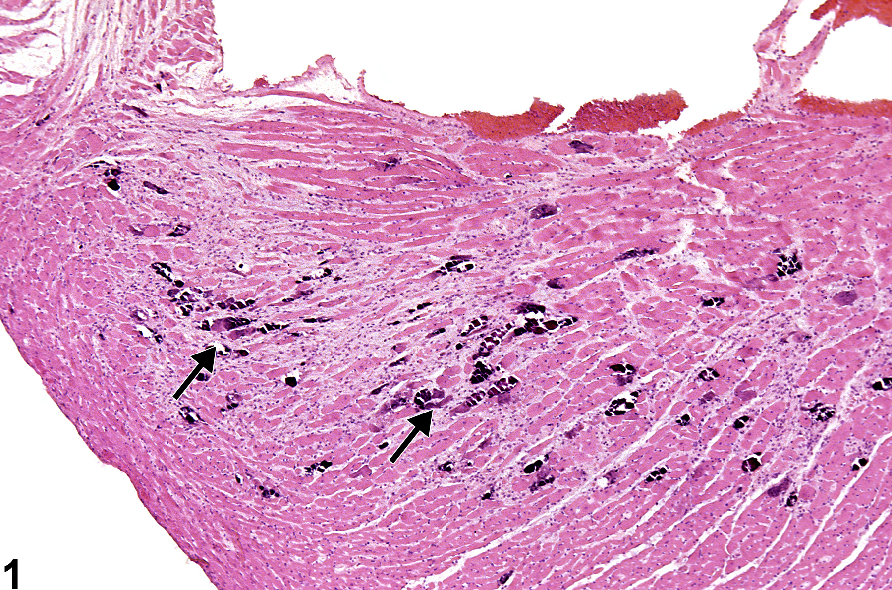 Image of mineral in the heart from a male F344/N rat in a chronic study