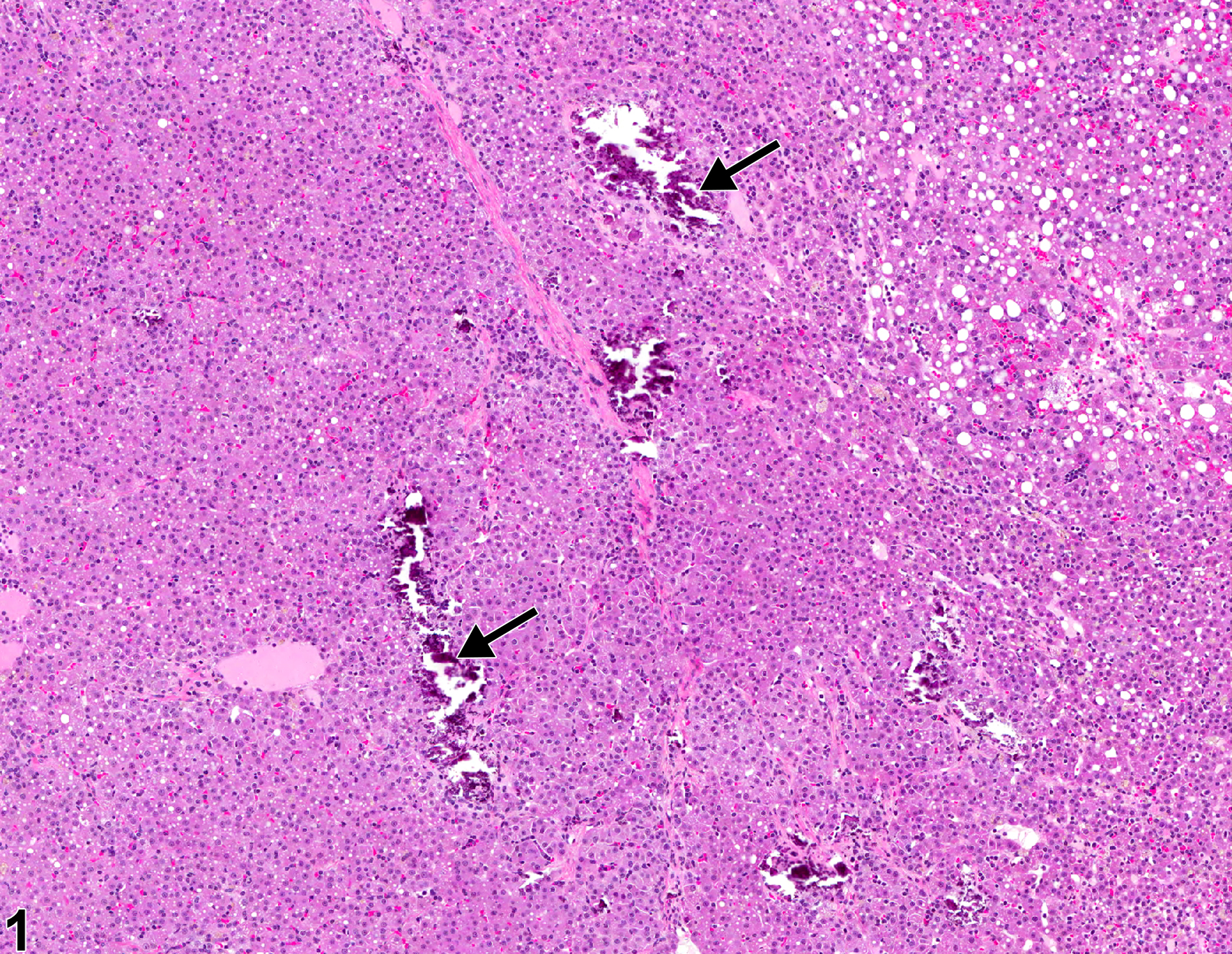 Image of mineralization in the adrenal gland from a male F344/N rat in a chronic study