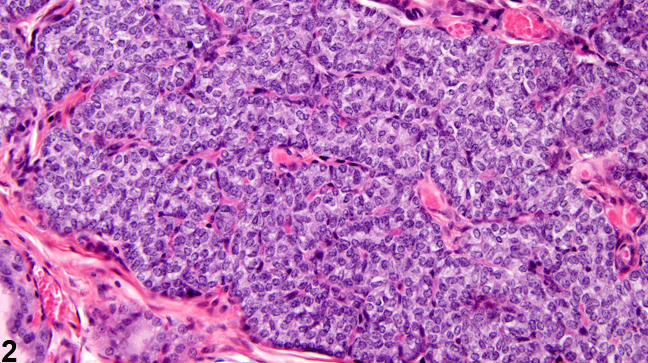 Image of normal parathyroid gland from a male F344/N rat in a chronic study
