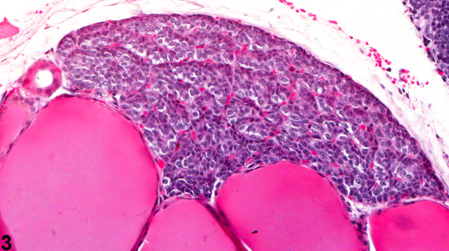 Image of normal parathyroid gland from a male B6C3F1 mouse in a chronic study