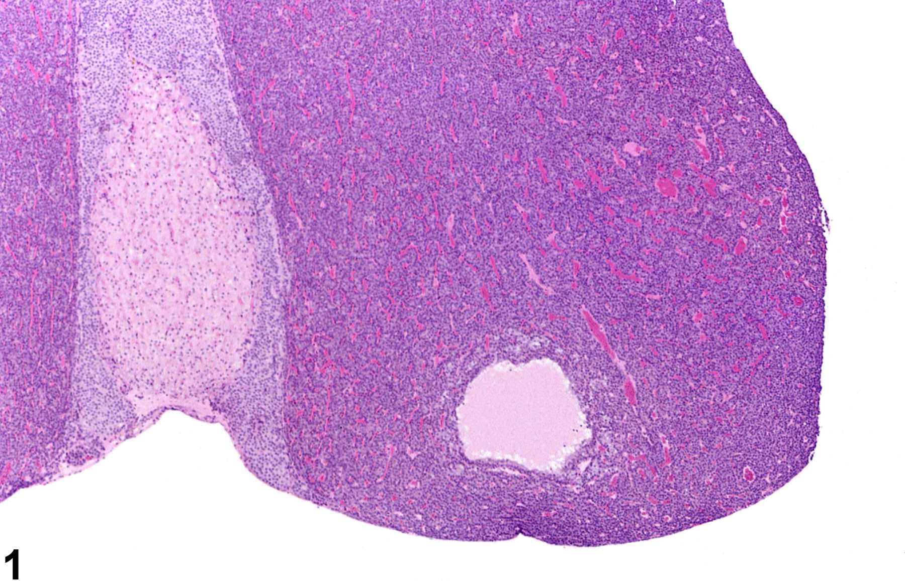 Image of cyst in the pituitary gland from a female Harlan Sprague-Dawley rat in a chronic study