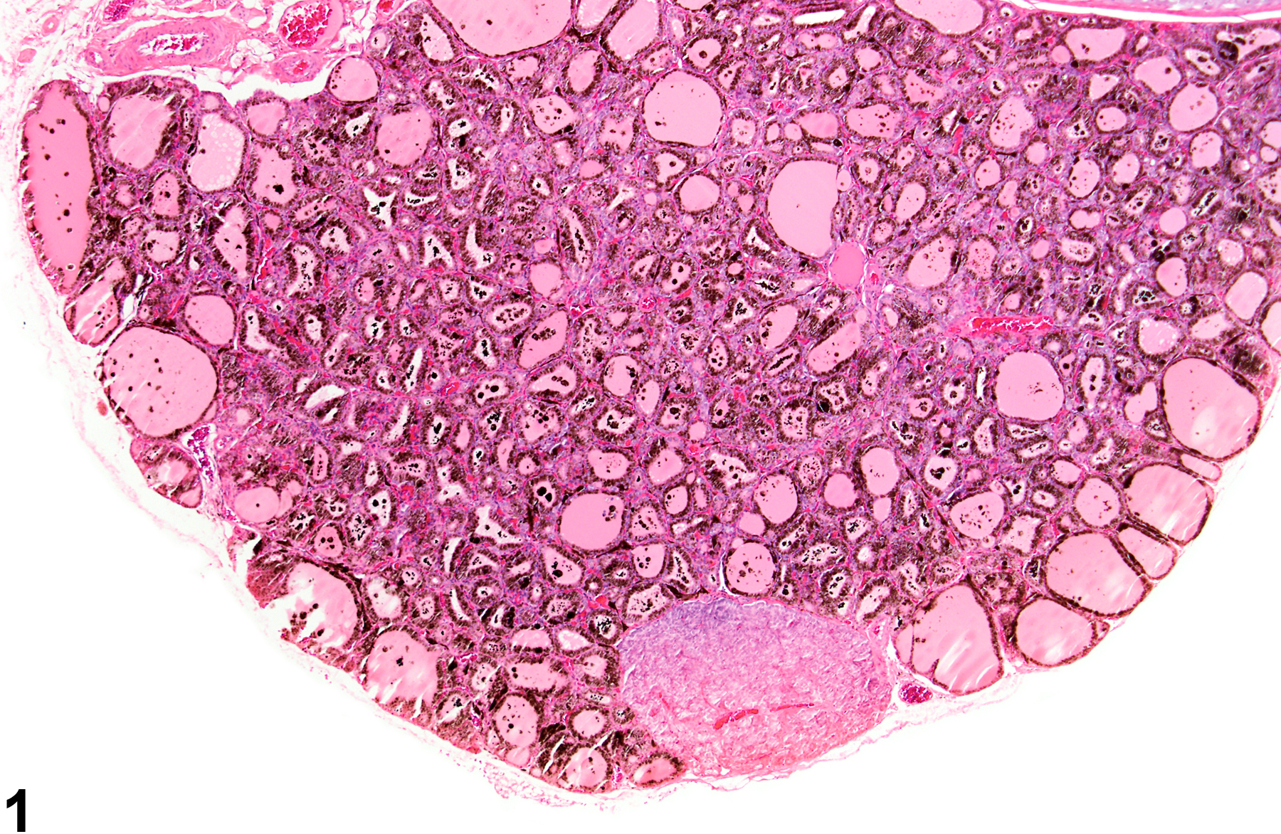 Image of follicle pigment in the thyroid gland from a male F344/N rat in a subchronic study