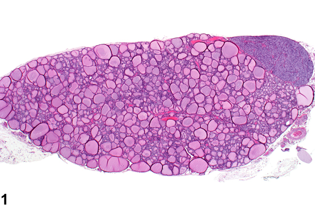 Image of normal thyroid gland from a female Harlan Sprague-Dawley rat in a chronic study