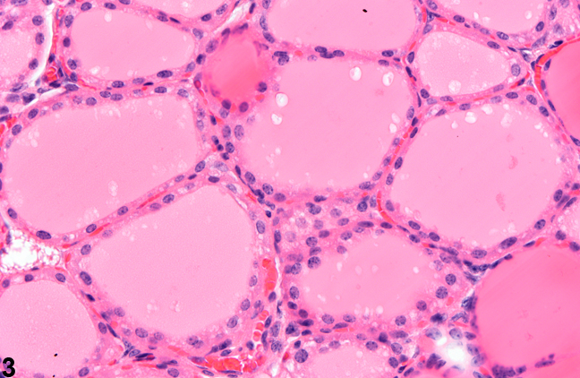 Image of normal thyroid gland from a female Tg.AC (FVB/N) hemizygous mouse in a subchronic study