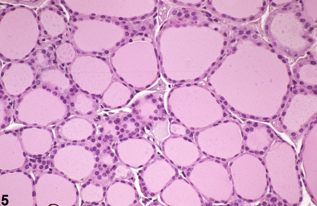 Image of normal thyroid gland from a male B6C3F1 mouse in a chronic study
