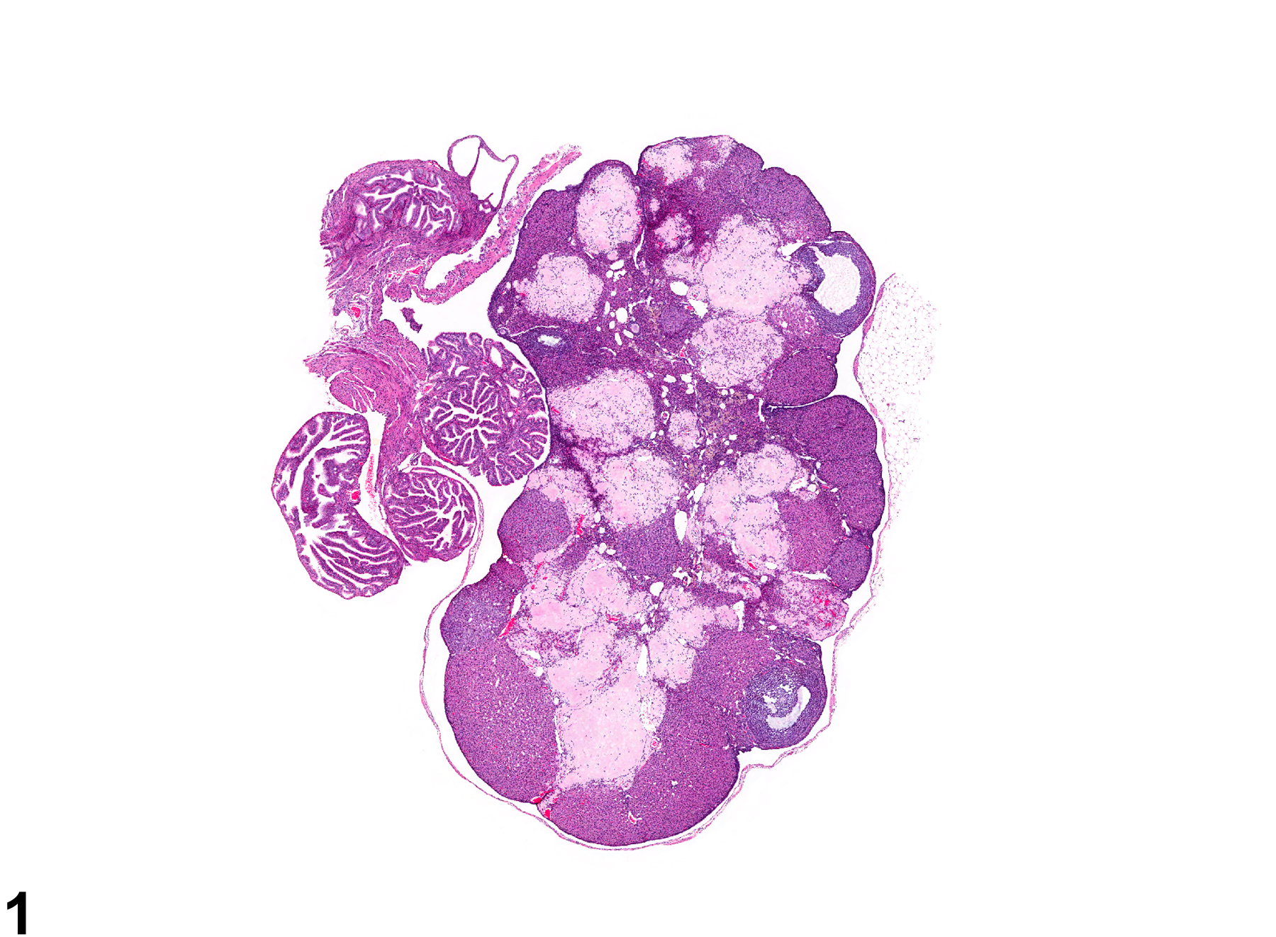 Image of amyloid in the ovary from a female Swiss CD-1 mouse in a chronic study