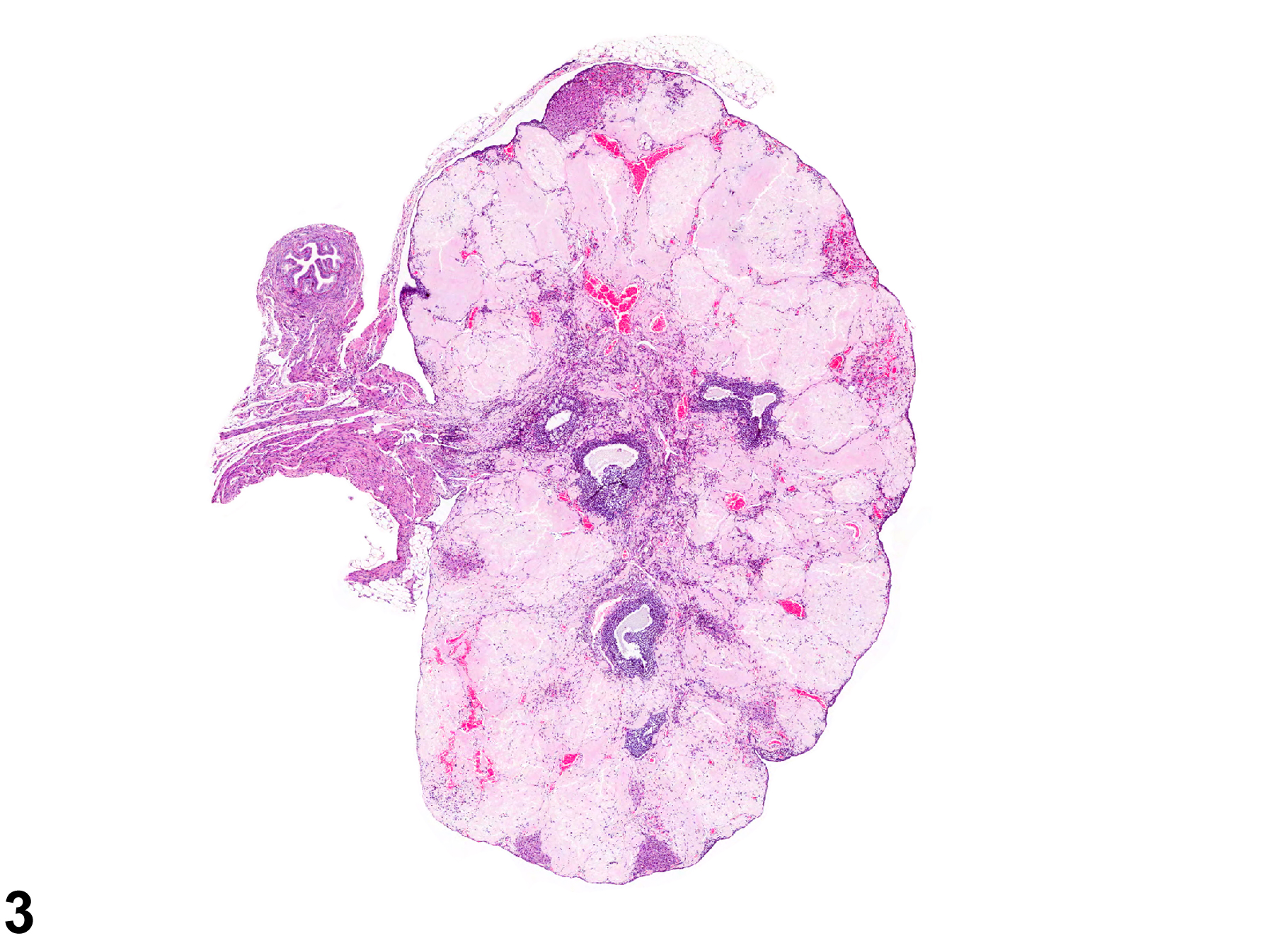 Image of amyloid in the ovary from a female Swiss CD-1 mouse in a chronic study