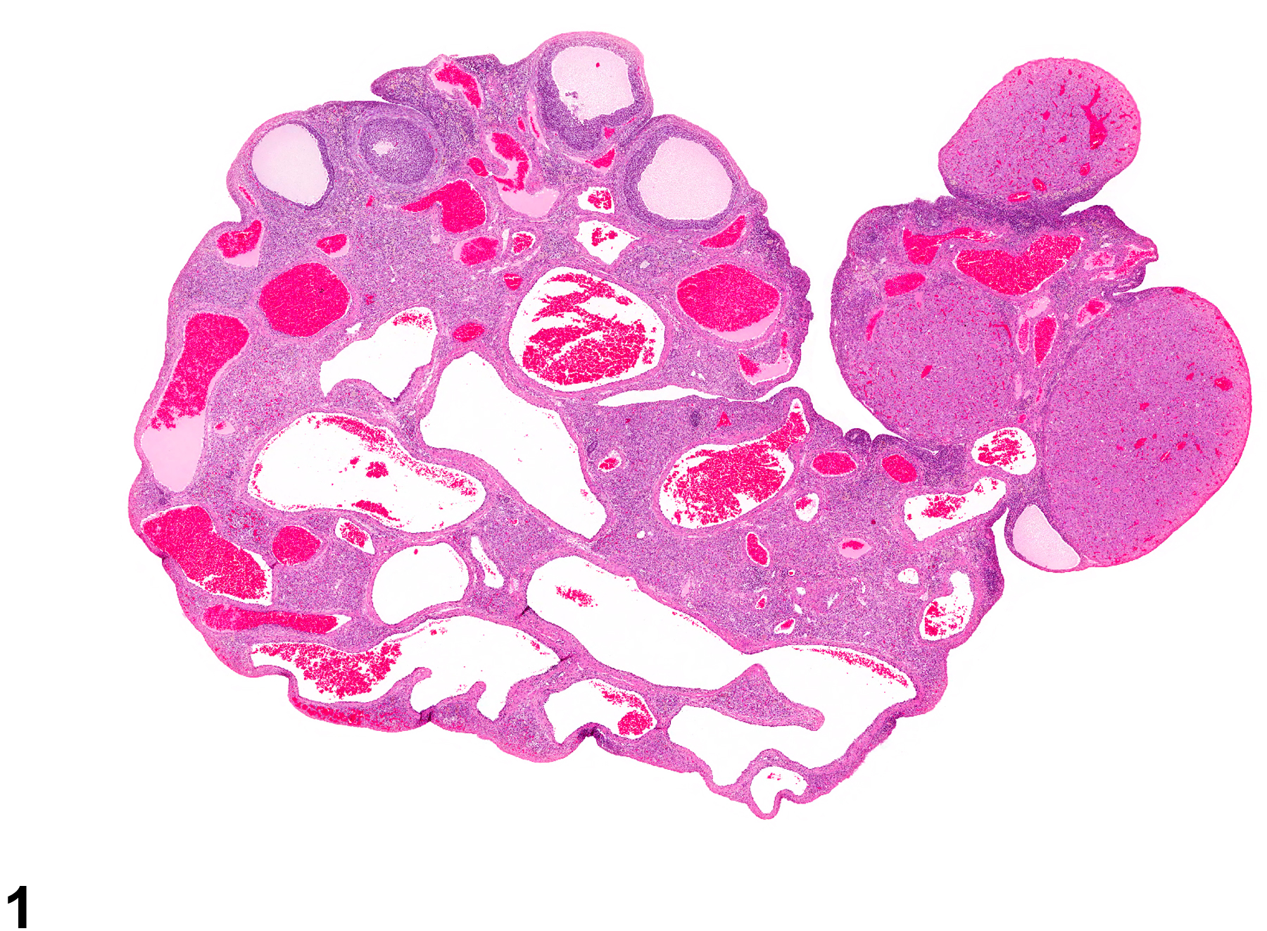 Image of angiectasis in the ovary from a female F344/N rat in a chronic study