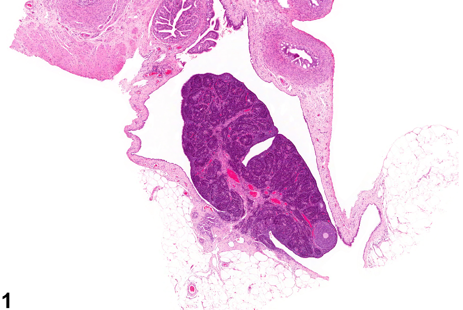 Image of atrophy in the ovary from a female F344/N rat in a chronic study