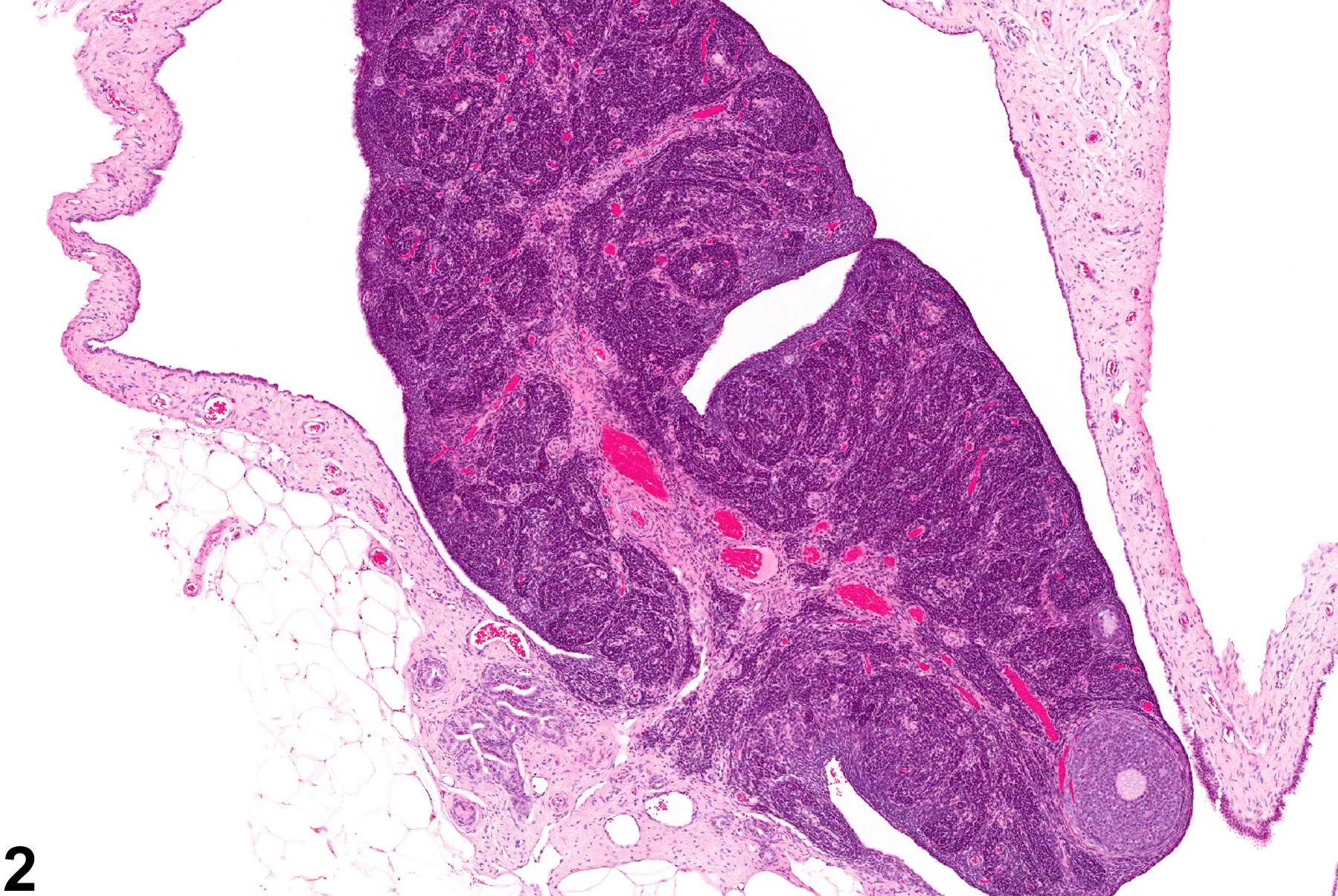 Image of atrophy in the ovary from a female F344/N rat in a chronic study