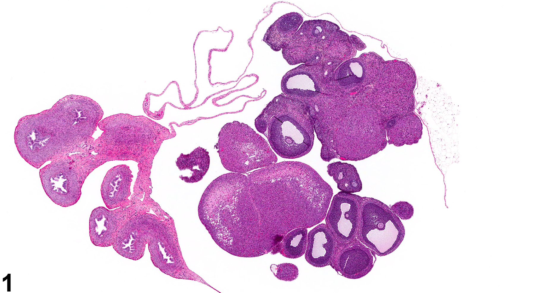 Image of bursal cyst in the ovary from a female F344/N rat in a subchronic study