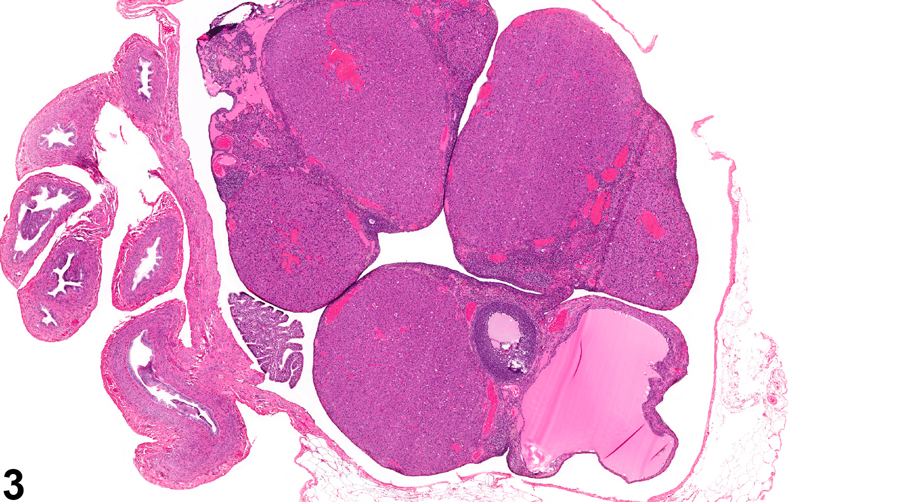 Image of corpus luteal cyst in the ovary from a female F344/N rat in a chronic study