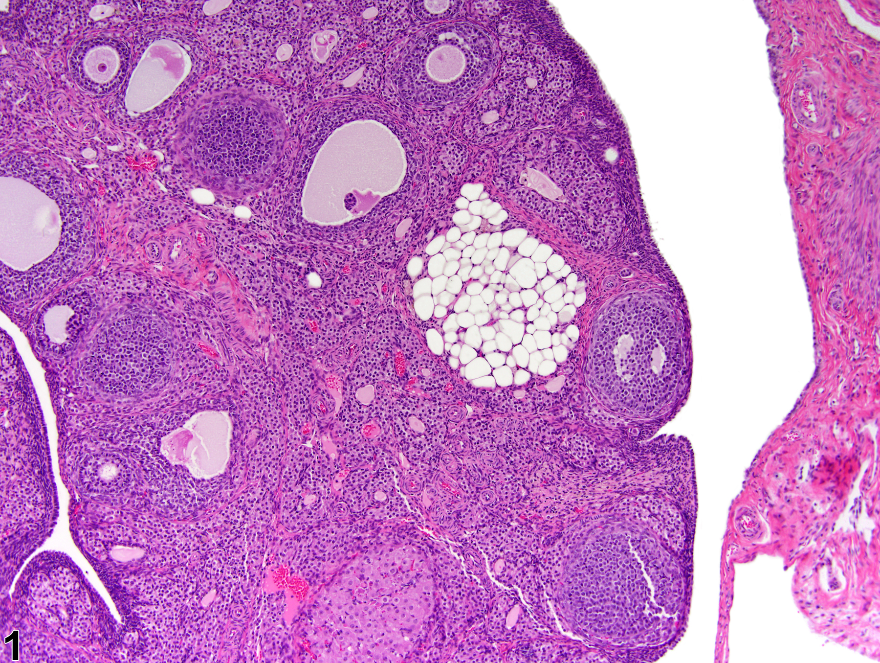Image of fatty change in the ovary from a female F344/N rat in a subchronic study