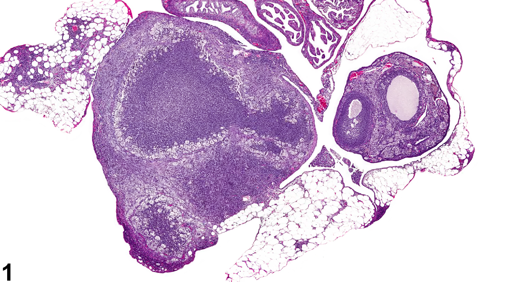 Image of inflammation, suppurative in the ovary from a female B6C3F1 mouse in a chronic study