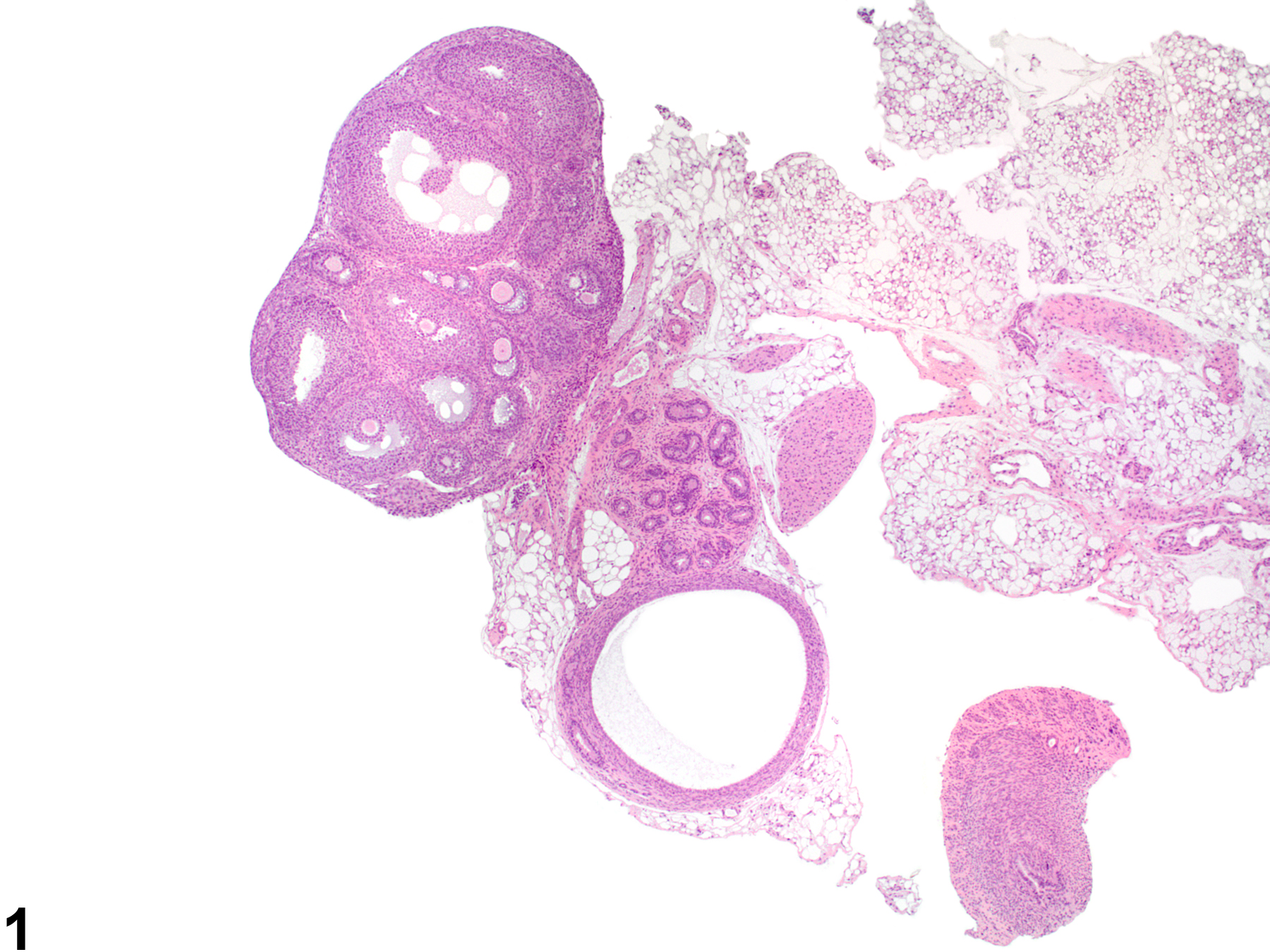 Image of mesonephric duct remnant in the ovary from a female Wistar Han rat in a subchronic study