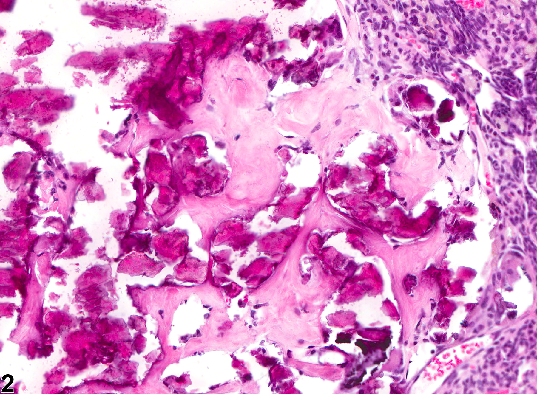 Image of metaplasia, osseous in the ovary from a female B6C3F1 mouse in a chronic study